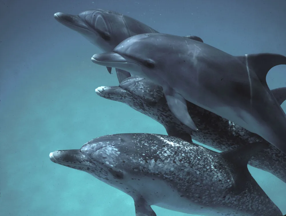 그림3. A pod of Atlantic spotted dolphins, Stenella frontalis (출처: Google Deepmind)